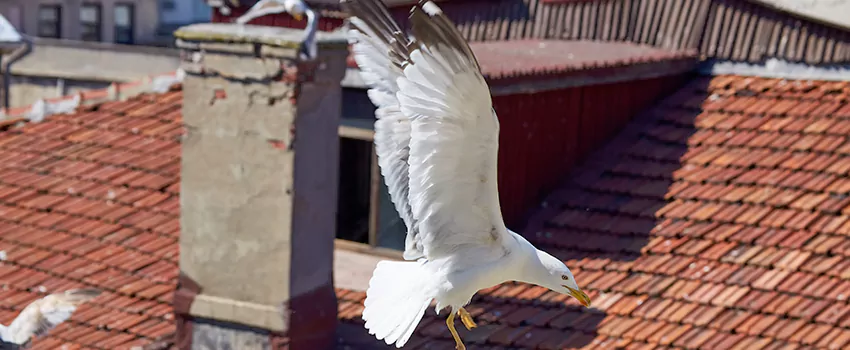 Residential Chimney Animal Removal Solution in Henderson, NC