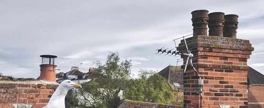Chimney Cleaning And Restoration in Henderson, North Carolina